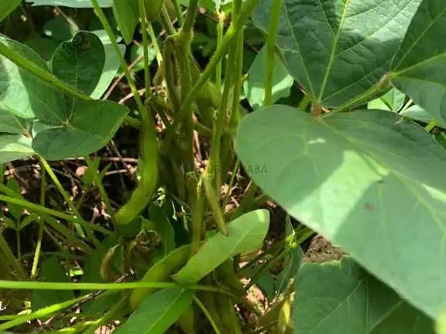 Fazenda venda em Região Geográfica Imediata de Confresa - Vila Rica, Santa Terezinha