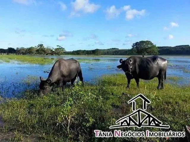 Fazenda venda em Região Geográfica Imediata de Santo Antônio da Platina, Santana do Itararé