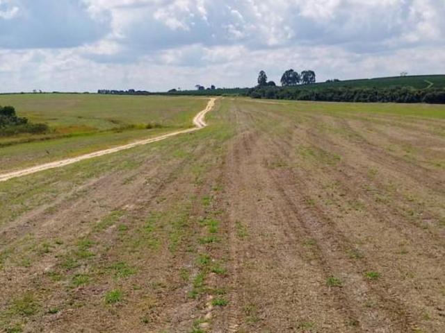 Sítio e chácara venda em Santo Antônio da Alegria, Região Geográfica Intermediária de Ribeirão Preto