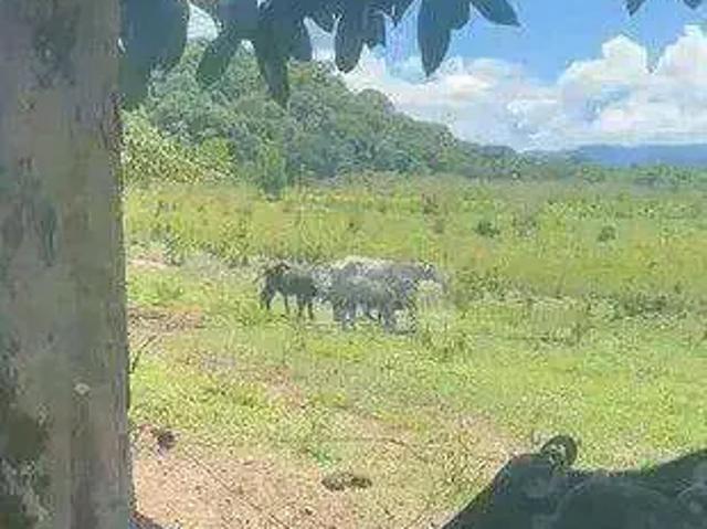 Fazenda venda em Região Geográfica Imediata de Primavera do Leste, Santo Antônio do Leste