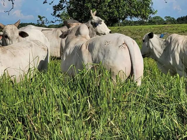 Fazenda venda em Região Geográfica Imediata de Cuiabá, Região Metropolitana do Vale do Rio Cuiabá