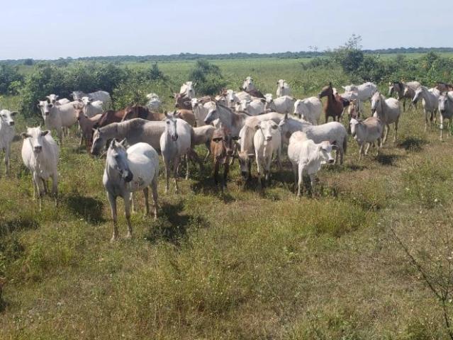 Fazenda venda em Santo Antônio de Leverger, Região Geográfica Intermediária de Cuiabá