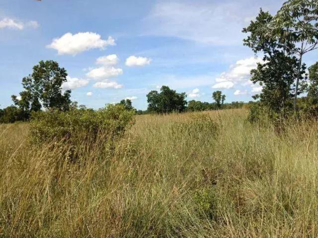 Fazenda venda em Região Geográfica Imediata de Cuiabá, Região Metropolitana do Vale do Rio Cuiabá