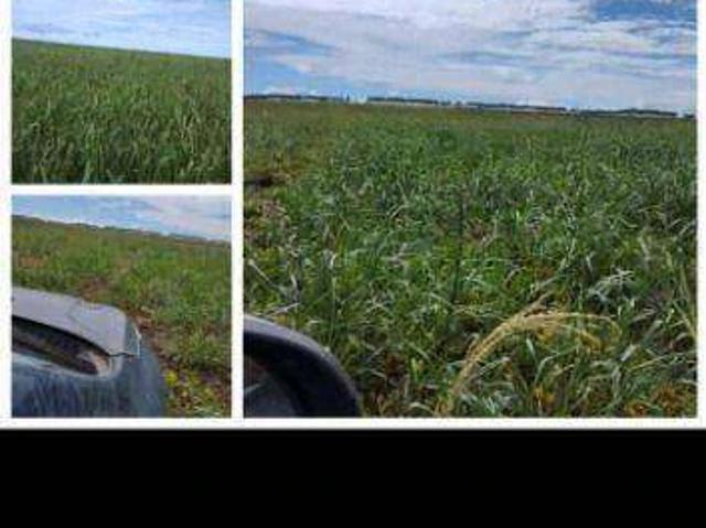 Fazenda venda em Sapezal, Região Geográfica Intermediária de Cuiabá