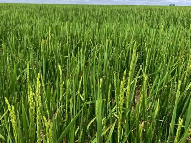 Fazenda venda em Sebastião Leal, Região Nordeste