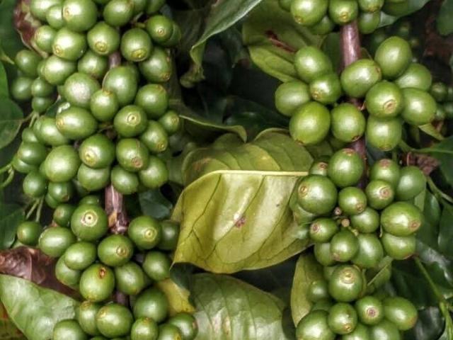 Fazenda venda em Serra Azul de Minas, Região Geográfica Intermediária de Teófilo Otoni