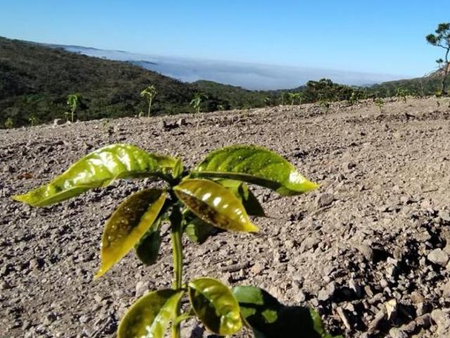 Sítio e chácara venda em Região Geográfica Imediata de Patrocínio, Serra do Salitre