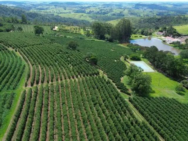 Fazenda venda em Região Imediata de Amparo, Serra Negra
