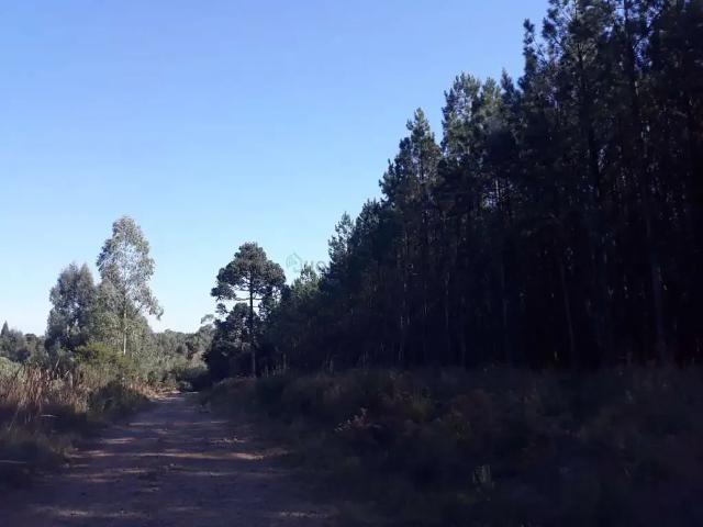 Fazenda venda em Região Geográfica Imediata de Passo Fundo, Sertão