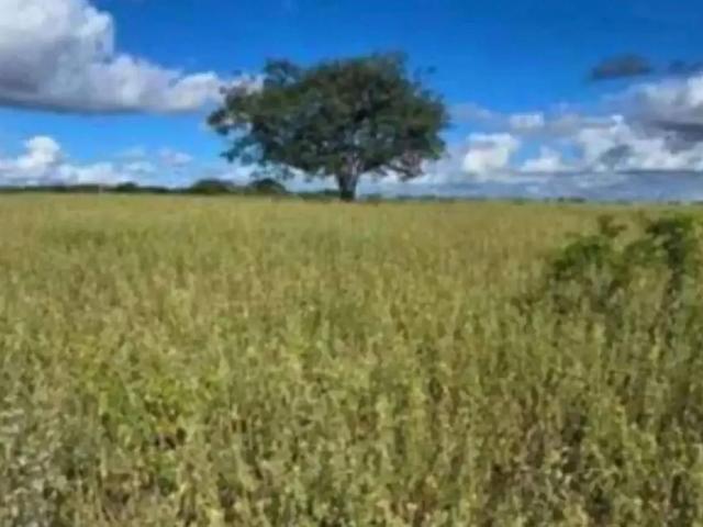 Fazenda venda em Sertania, Região Nordeste