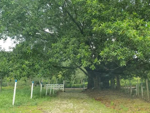 Fazenda venda em Região Geográfica Imediata de Sete Lagoas, Sete Lagoas