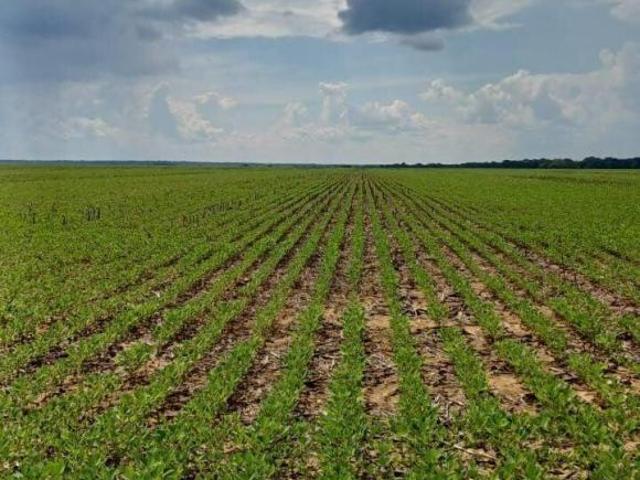 Sítio e chácara venda em Sinop, Região Geográfica Intermediária de Sinop