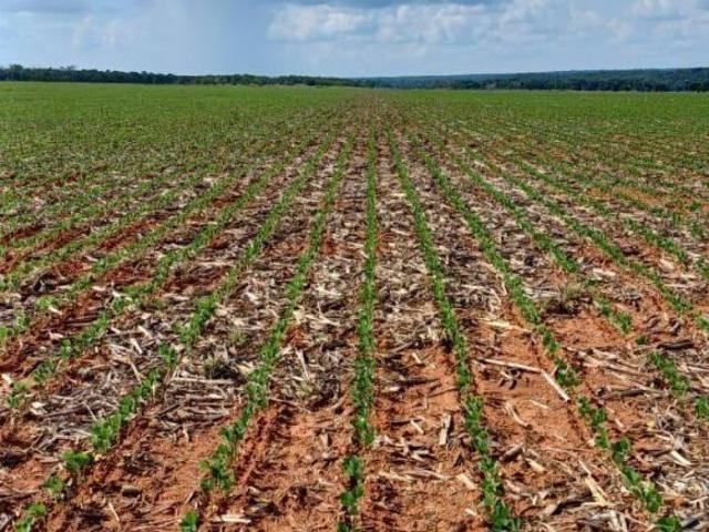 Sítio e chácara venda em Região Geográfica Imediata de Sinop, Sinop