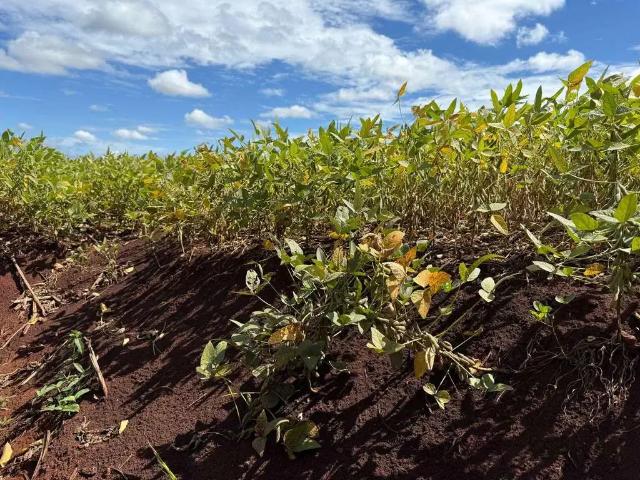 Fazenda venda em Região Geográfica Imediata de Campo Grande, Sidrolândia
