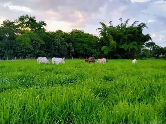 Fazenda venda em Região Geográfica Imediata de Rio Bonito, Silva Jardim