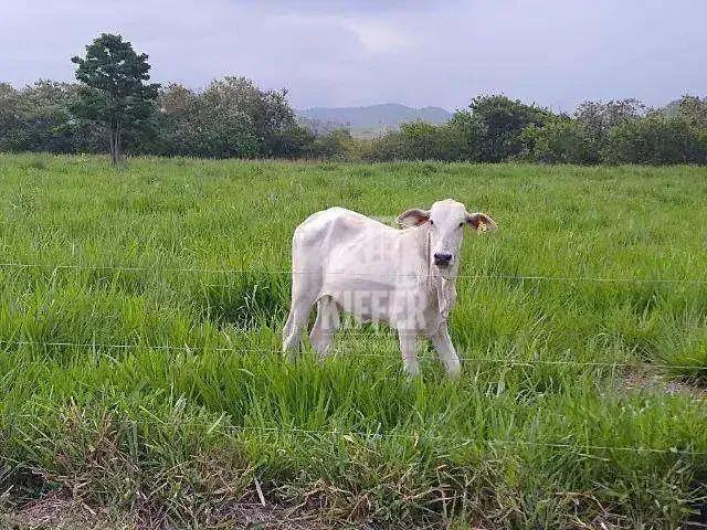 Fazenda venda em Região Geográfica Imediata de Rio Bonito, Silva Jardim