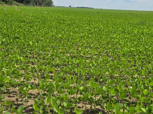 Fazenda venda em Região Geográfica Imediata de Sinop, Sinop