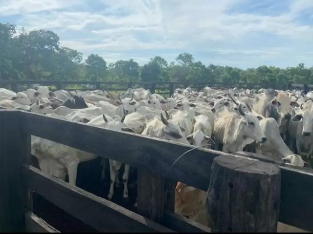 Fazenda venda em Região Geográfica Imediata de Dianópolis, Taipas do Tocantins