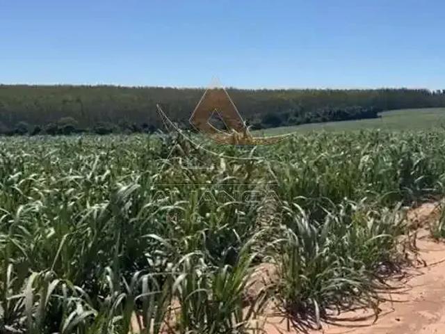 Fazenda venda em Região Imediata de São João da Boa Vista, Região Metropolitana de Ribeirão Preto