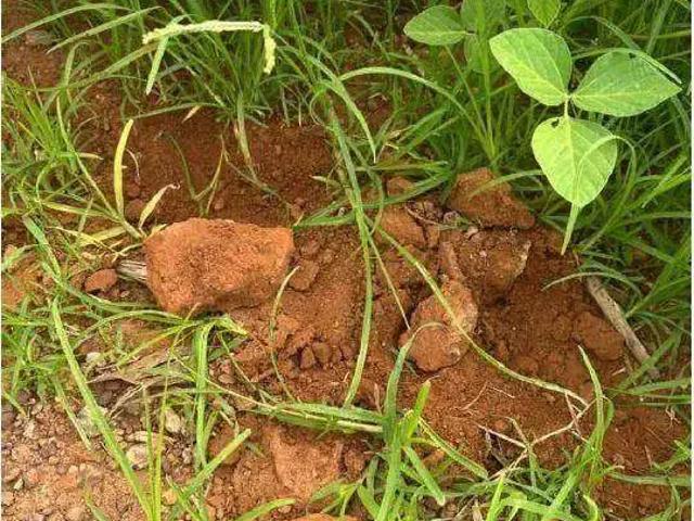 Fazenda venda em Região Geográfica Imediata de Sorriso, Tapurah