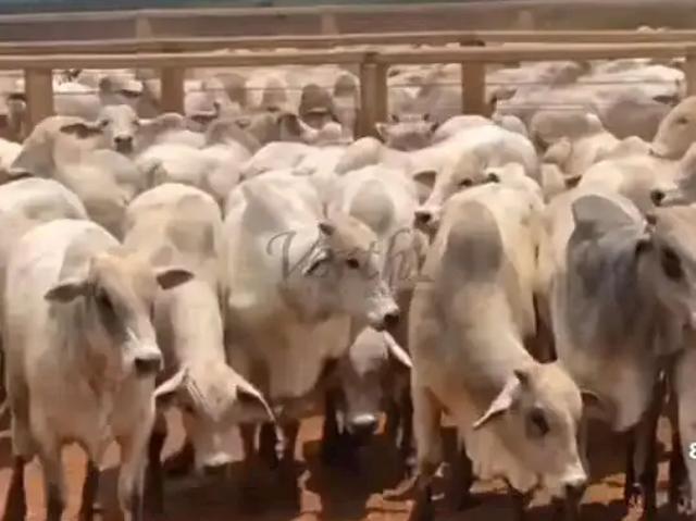 Fazenda venda em Região Imediata de Avaré, Taquarituba
