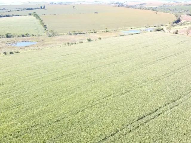 Fazenda venda em Região Imediata de Avaré, Taquarituba