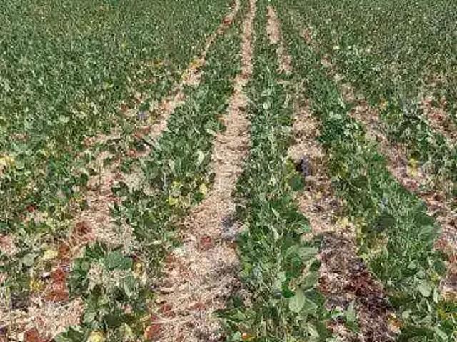 Fazenda venda em Região Geográfica Imediata de Rondonópolis, Tesouro