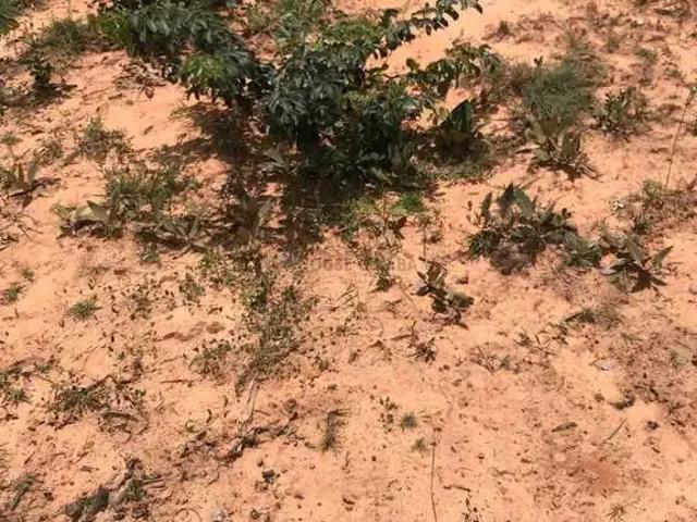 Fazenda venda em Região Geográfica Imediata de Rondonópolis, Tesouro