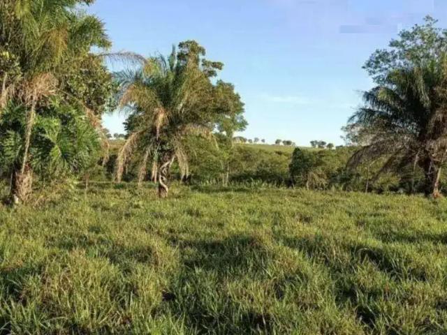 Fazenda venda em Região Geográfica Imediata de Barra do Garças, Torixoreu