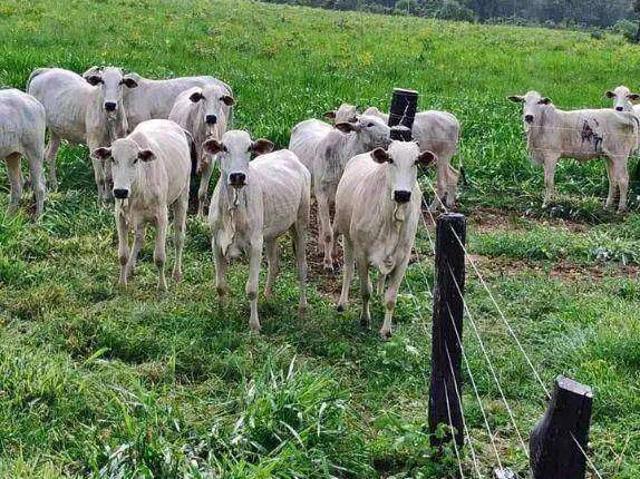 Fazenda venda em Torixoréu, Região Geográfica Intermediária de Barra do Garças