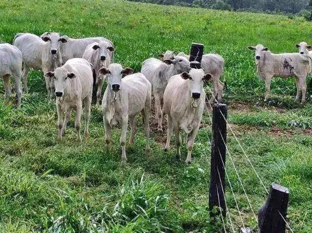 Fazenda venda em Região Geográfica Imediata de Barra do Garças, Torixoreu