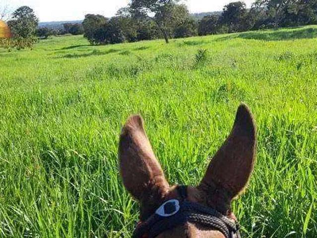 Fazenda venda em Região Geográfica Imediata de Barra do Garças, Torixoreu