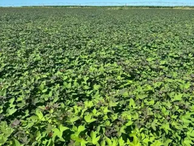 Fazenda venda em Região Geográfica Imediata de Natal, São Gonçalo do Amarante