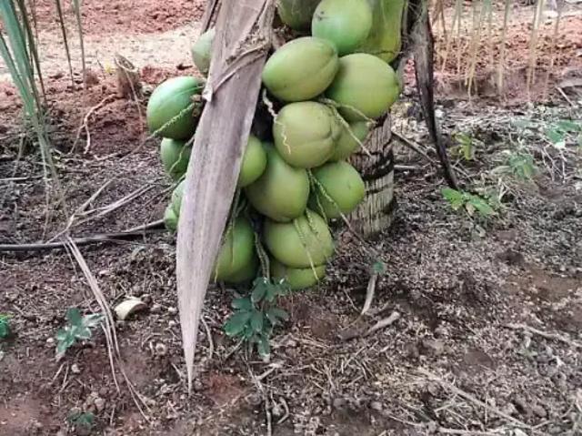 Fazenda venda em Região Geográfica Imediata de Natal, Touros