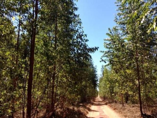 Sítio e chácara venda em Região Geográfica Imediata de Três Lagoas, Angélica