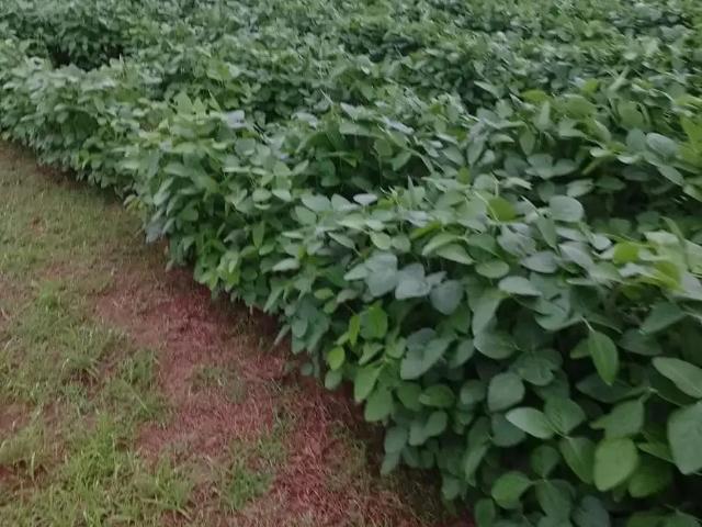 Fazenda venda em Região Geográfica Imediata de Três Lagoas, Angélica