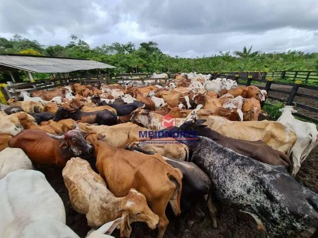 Fazenda venda em Turiaçu, Região Nordeste
