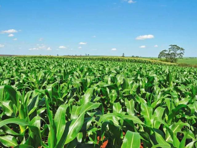 Fazenda venda em Turvo, Região Geográfica Intermediária de Guarapuava