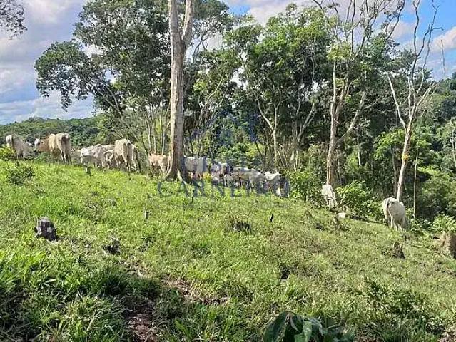 Fazenda venda em Região Geográfica Imediata de Ilhéus – Itabuna, Ubaitaba