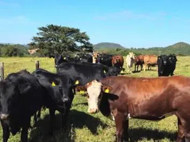 Fazenda venda em Região Geográfica Imediata de Uberaba, Uberaba
