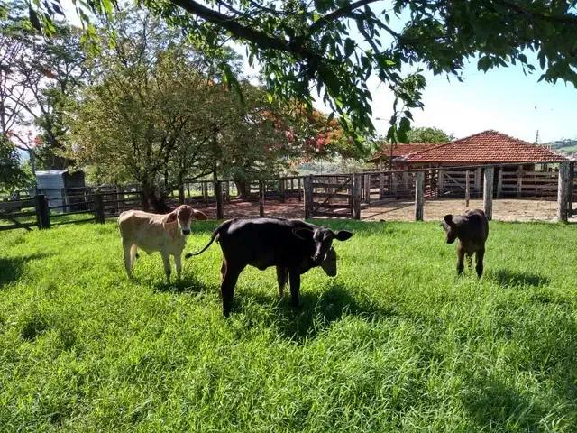 Fazenda venda em Região Geográfica Imediata de Uberaba, Uberaba