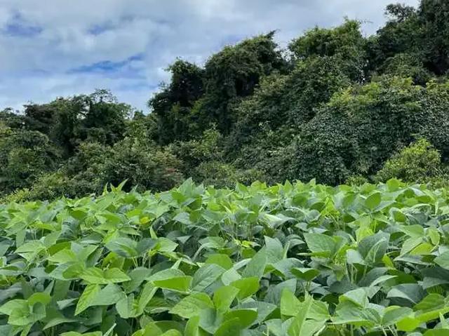Fazenda venda em Região Geográfica Imediata de Uberlândia, Oliveira Fortes