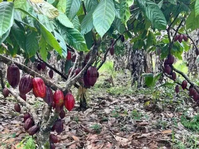 Fazenda venda em Região Geográfica Imediata de Camacan, Una