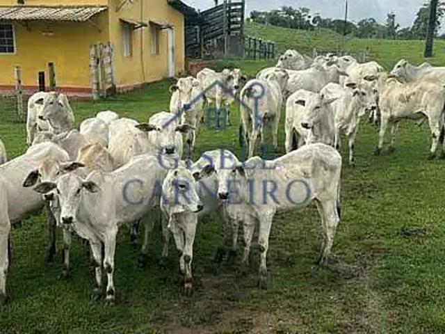 Fazenda venda em Região Geográfica Imediata de Camacan, Una