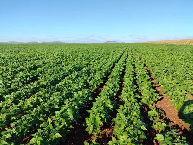 Fazenda venda em Região Geográfica Imediata de Unaí, Região Integrada de Desenvolvimento do Distrito Federal e Entorno