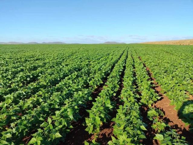 Fazenda venda em Região Geográfica Imediata de Unaí, Região Integrada de Desenvolvimento do Distrito Federal e Entorno