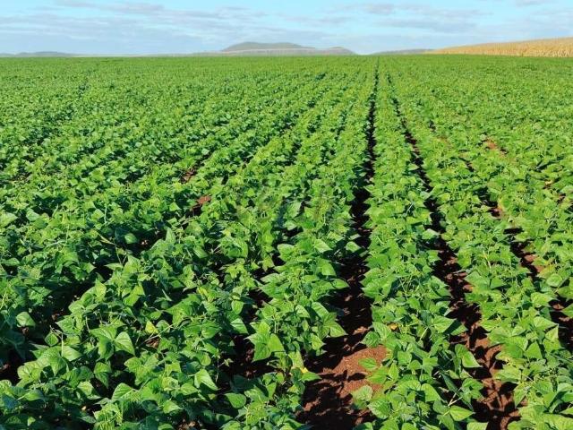 Fazenda venda em Região Geográfica Imediata de Unaí, Região Integrada de Desenvolvimento do Distrito Federal e Entorno