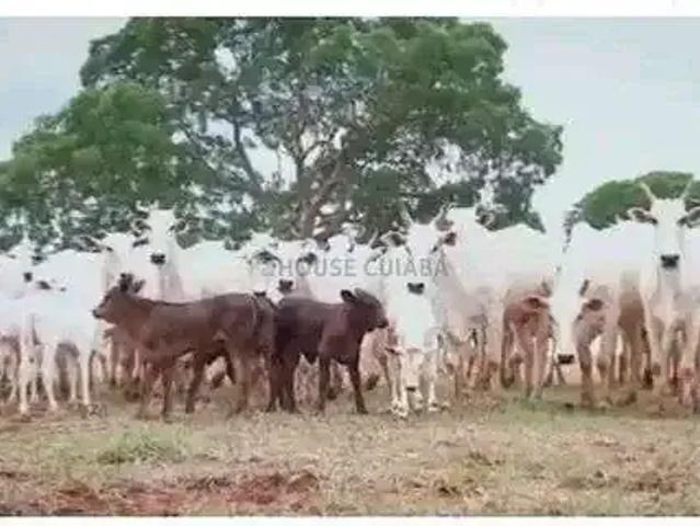 Fazenda venda em Região Geográfica Imediata de Unaí, Região Integrada de Desenvolvimento do Distrito Federal e Entorno