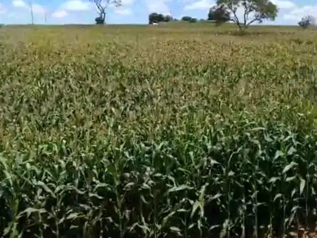 Fazenda venda em Região Geográfica Imediata de Unaí, Região Integrada de Desenvolvimento do Distrito Federal e Entorno