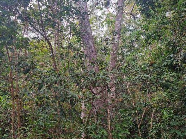 Fazenda venda em Nova Santa Rosa, Região Geográfica Intermediária de Cascavel